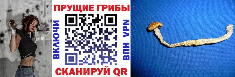 Галлюциногенные грибы Psilocybine cubensis  Купить где  Королёв 